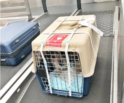 临沧宠物托运 宠物托运公司 机场宠物托运 宠物空运